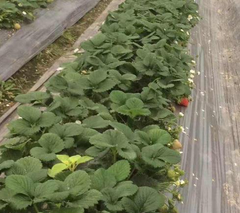 為什么那么多種植戶(hù)喜歡用氨基酸水溶肥