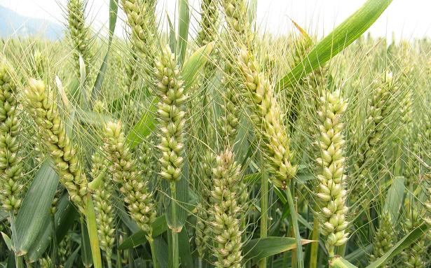 小麥?zhǔn)褂眯Ч?/></a><div   id="h5nl5xndxfd1"   class=