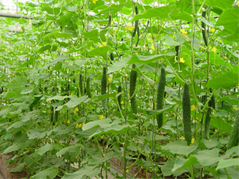 黃瓜使用效果