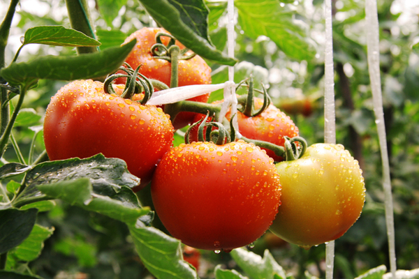 西紅柿使用效果